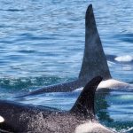 Killer-Whale - (Orcinus-Orca)-off-the-coast