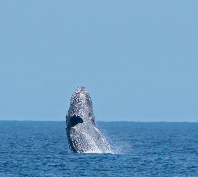 humpback-after-being-freed