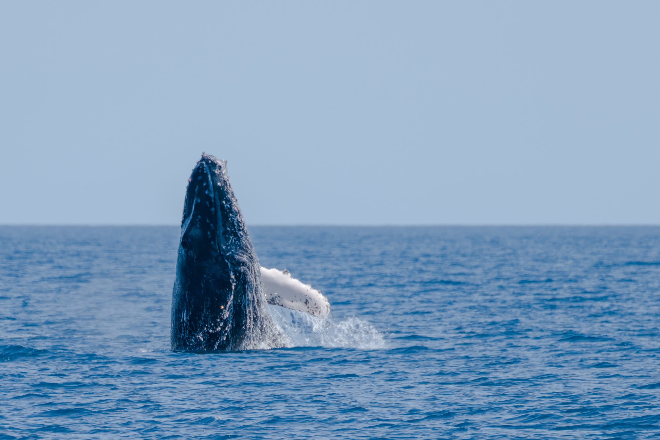 Sailing For Science: Freeing A Humpback Whale